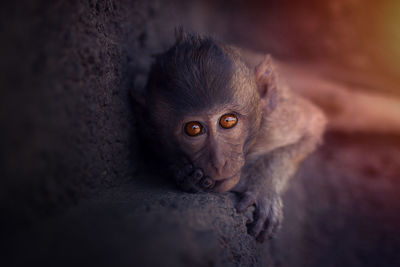 Close-up portrait of monkey