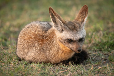 Close-up of fox sitting on land