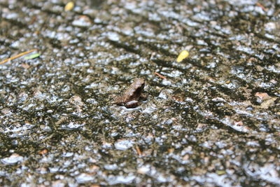 Close-up of plant against white background