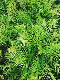 High angle view of palm tree leaves