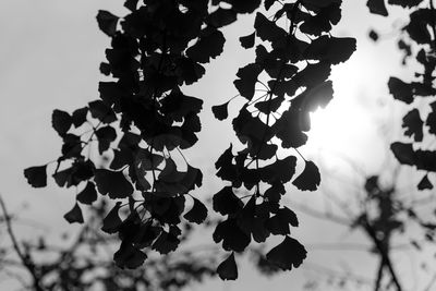 Low angle view of fresh tree against sky