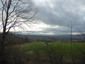 Scenic view of field against sky