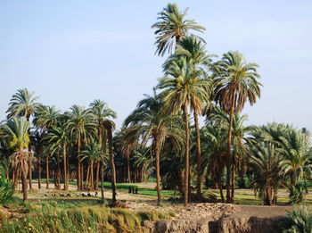 Palm trees on field against sky