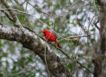 Low angle view of cardinal perching on tree