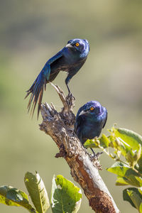 Close-up of birds perching on tree