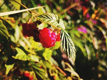 Close-up of red berries on plant