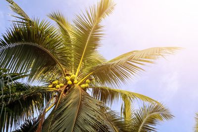 Coconut tree and orange light