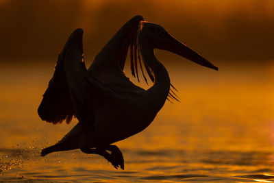 Close-up of bird flying over lake