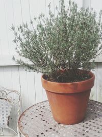 Potted plants in backyard