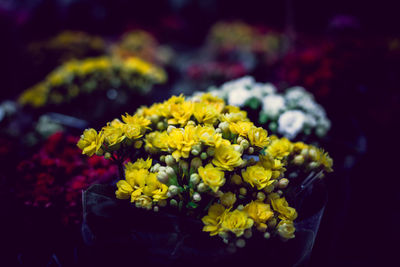 Close-up of yellow flowers blooming outdoors