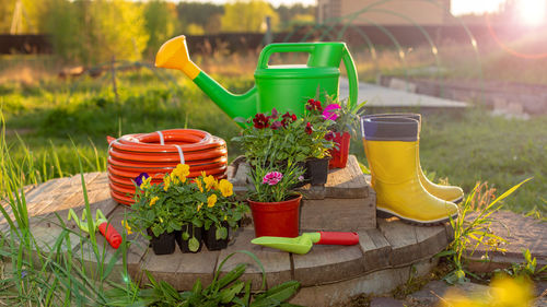 New green watering can, irrigation hose, flower seedlings, garden tools on wooden boards in garden