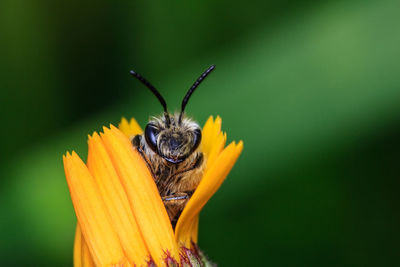 Close-up of bee pollinating on yellow flower