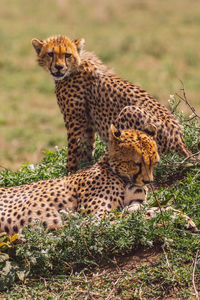 Cheetah with cub on field