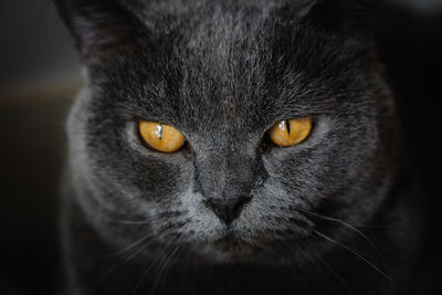 Close-up portrait of cat