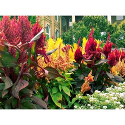 Close-up of flowers against blurred background