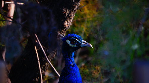 Close-up of peacock