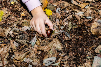 Low section of person holding dry leaves on field