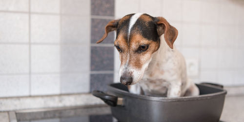 Close-up of a dog looking away