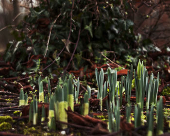 Close-up of plants growing outdoors