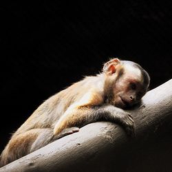 Close-up of a monkey looking away over black background