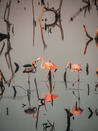 Birds in lake