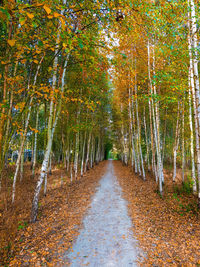 Footpath amidst trees in forest during autumn