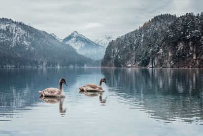 Ducks swimming in lake