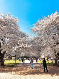 View of cherry blossom against clear sky