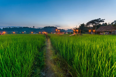 Footpath in rice paddy field against sky