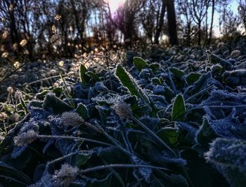 Close-up of frozen plants on field