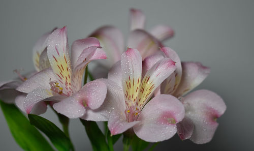 Close-up of water drops on flowers