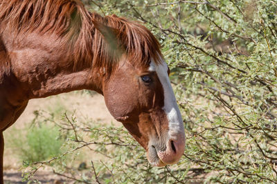 Close-up of a horse on field