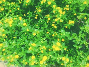 Full frame shot of yellow flowers