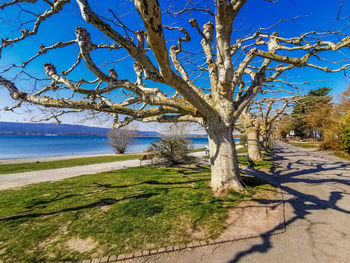 Tree by sea against clear sky