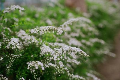 Close-up of water drops on flowers