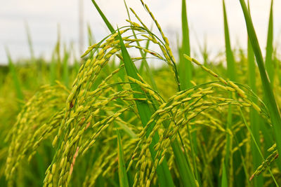 Close-up of crops growing on field