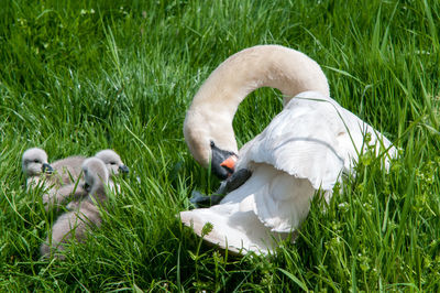 Close-up of swan with cygnets on field