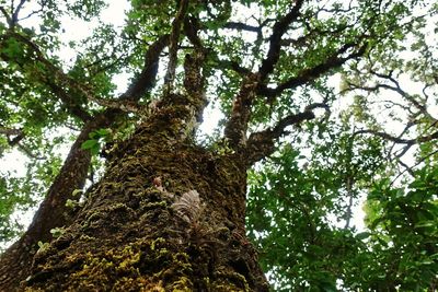 Low angle view of trees against sky