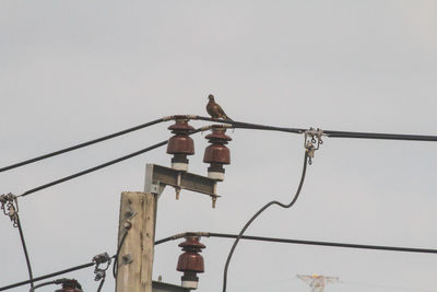 Low angle view of bird perching on cable against sky