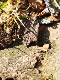 High angle view of tree trunk