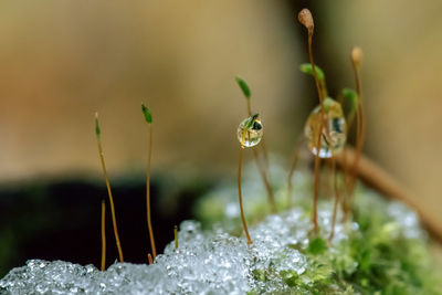 Close-up of water drops on flowering plant