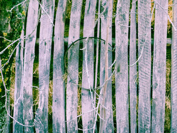 Full frame shot of bamboo trees in forest