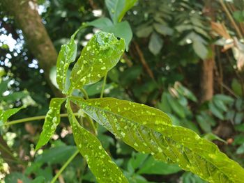 Close-up of raindrops on leaves