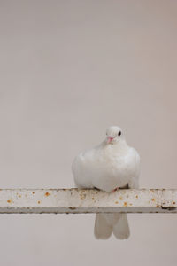 Close-up of seagull perching