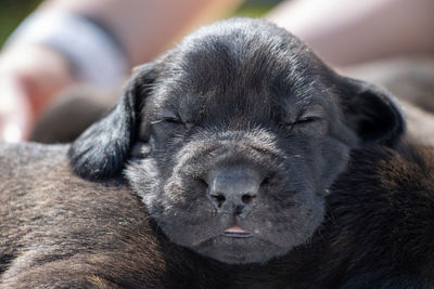 Close-up of dog sleeping
