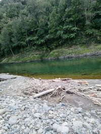 Scenic view of lake against trees