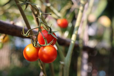 Close-up of tomatoes growing on tree