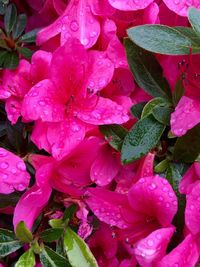 Close-up of raindrops on pink flowers