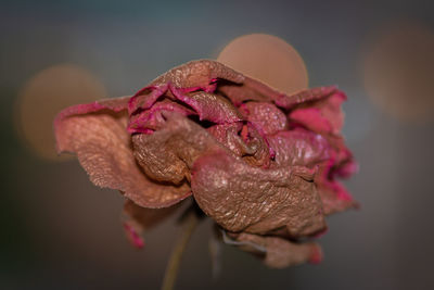 Close-up of wilted rose