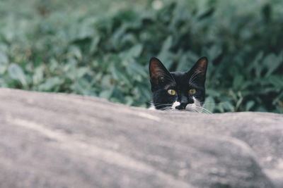 Portrait of cat relaxing outdoors